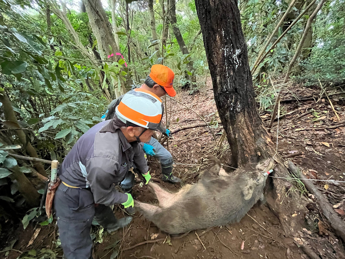 有害鳥獣捕獲従事者支援サービス イノカリ第５期ハンター募集開始しました