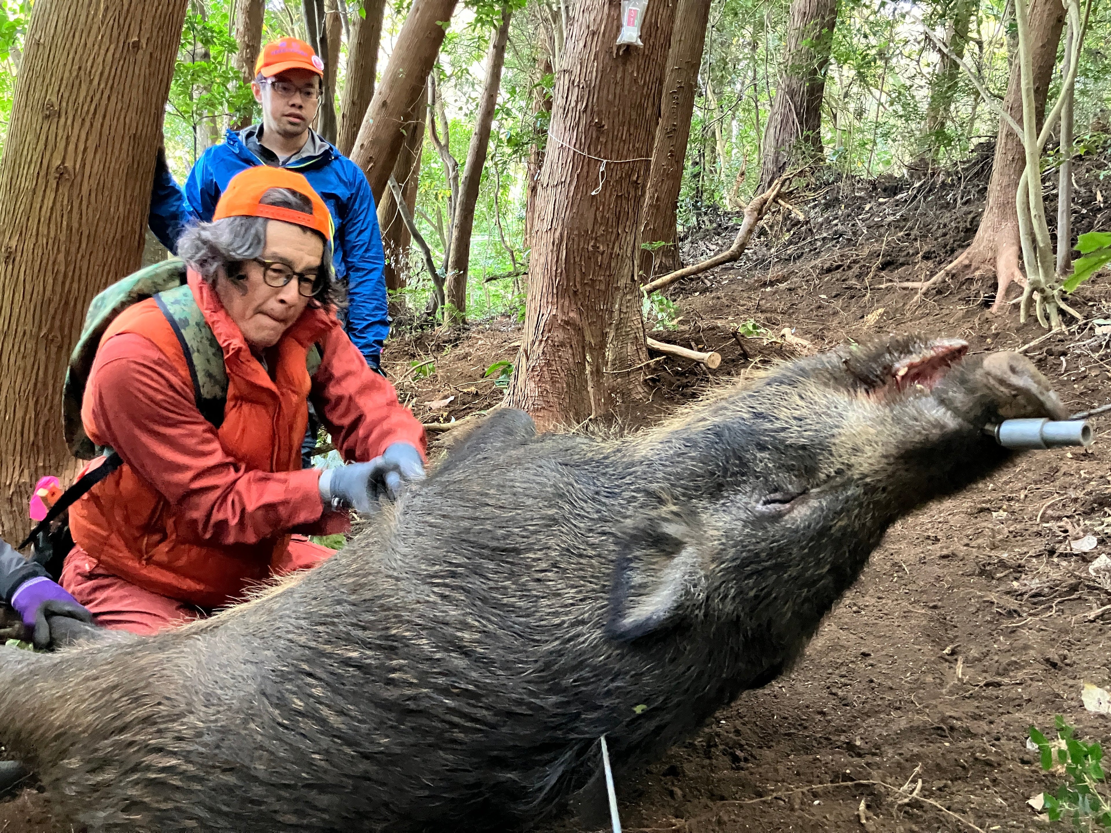 有害鳥獣捕獲従事者支援サービス イノカリ第４期ハンター募集開始しました